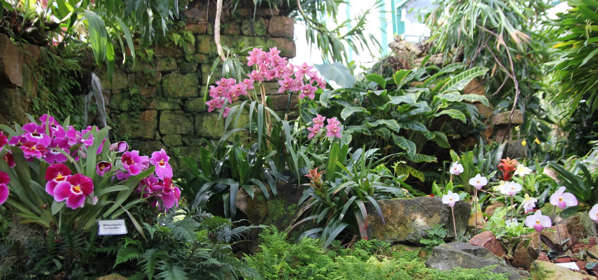 Orchid Foundation